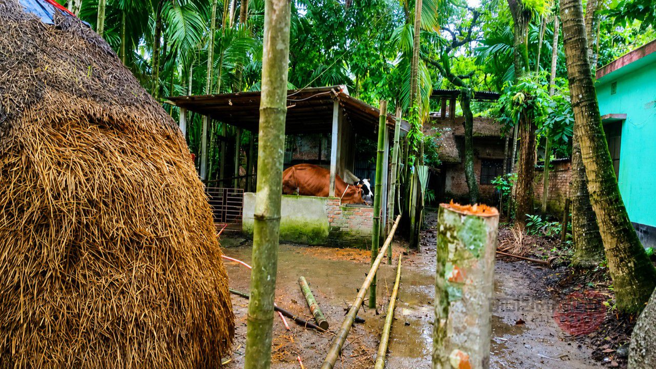 চাটখিলে বসতবাড়িতে গরুর খামার দিয়ে পরিবেশ দূষণ, শিশু ও বৃদ্ধরা বিভিন্ন রোগে আক্রান্ত - ৩টি পুকুরের পানি ব্যবহারের অনুপযোগী হয়ে পড়েছে